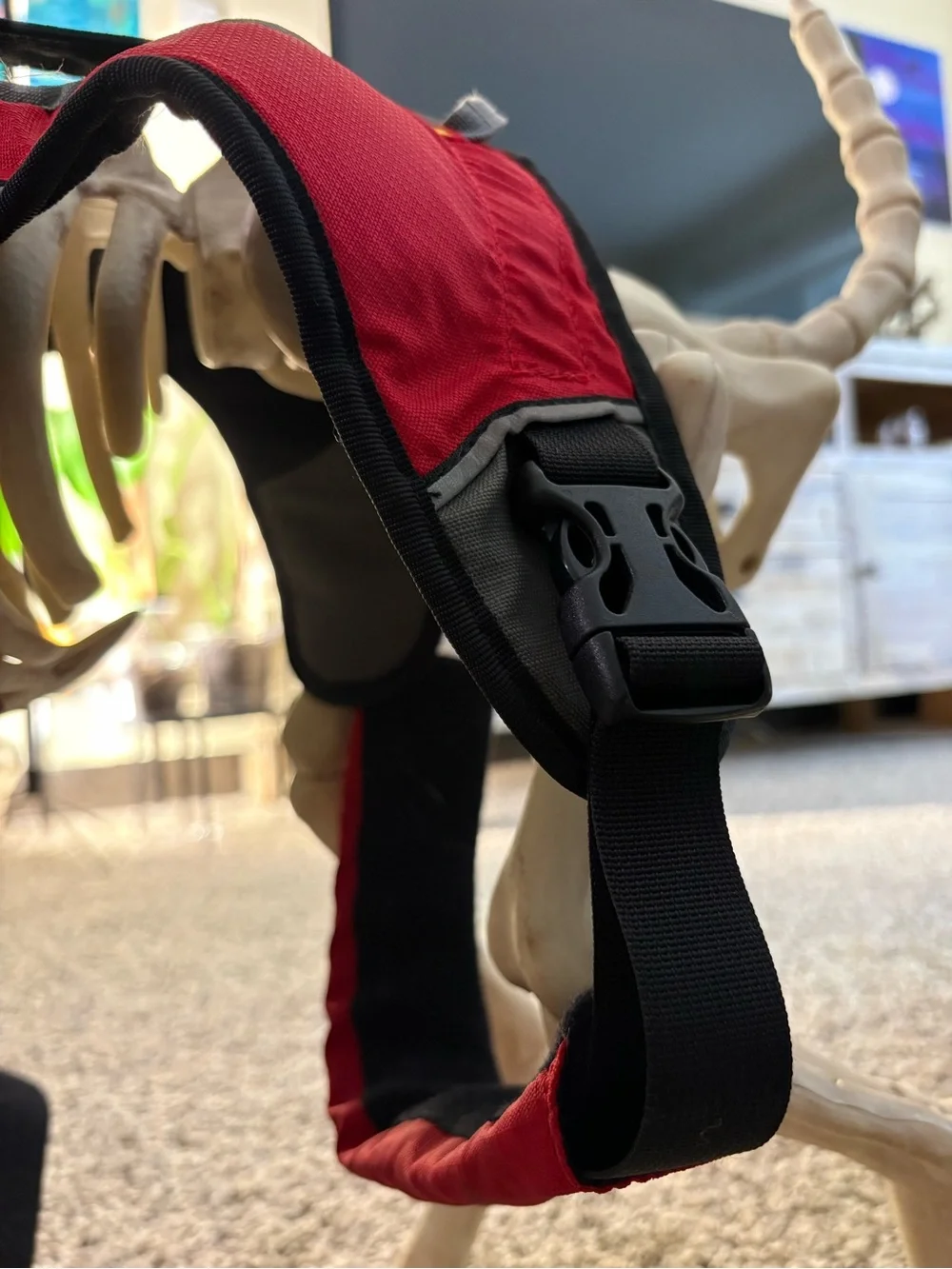 Ruffwear 5-point Webmaster Dog Harness with handle